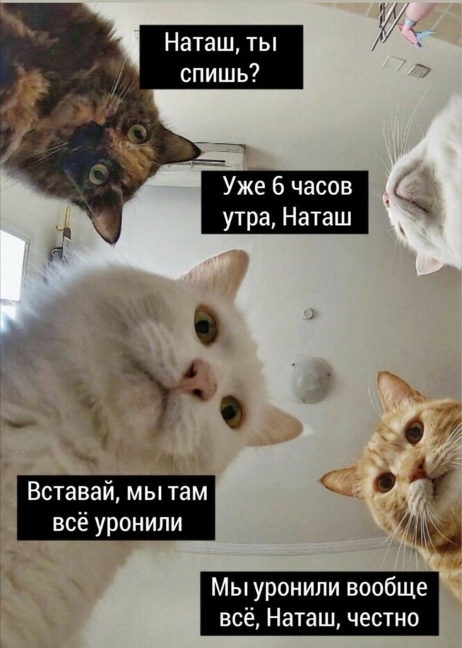 Мемы с котами